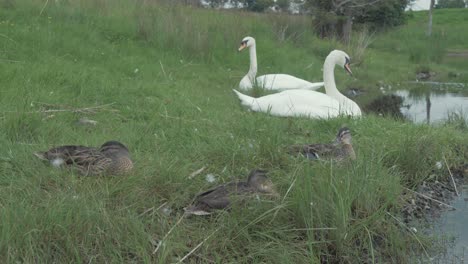 Three-ducks-resting-in-grassy-shoreline-in-front-of-two-swans-happy-together,-MEDIUM-WIDE-SHOT