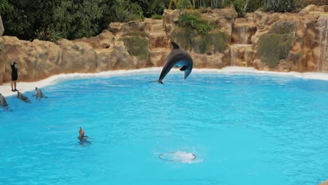 Dolphin-jumps-through-a-ring-on-water-surface-and-dives-into-ring-during-dolphin-show-in-Loro-Parque,-Tenerife