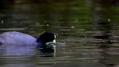Close-up-shot-of-a-white-winged-coot-taking-out-small-algae-to-feed-on-a-pond