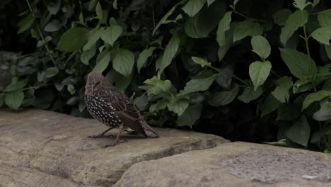 Young-starling-foraging-on-a-garden-wall-medium-shot