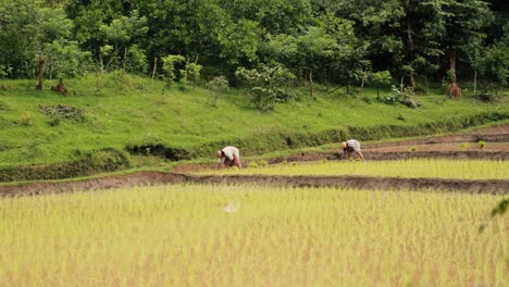 Landscape-with-unrecognizable-workers-in-paddy-field.-Static