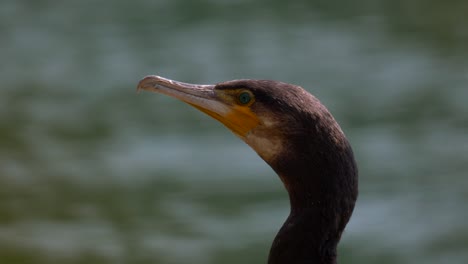 Head-of-wild-cormorant-bird-with-yellow-beak-and-green-eyes-resting-at-water-in-summer