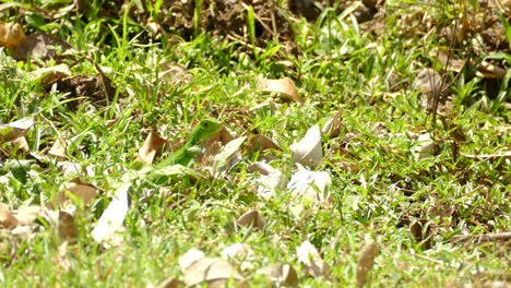 Young-green-iguana-poking-its-head-out-of-the-grass-and-speeding-off-across-the-grassy-floor
