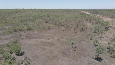 Luftbewegungsdrohne-Schoss-In-Die-Baumkrone-Im-Australischen-Outback,-Nördliches-Territorium