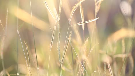 The-grass-of-the-field-swaying-in-the-wind-in-the-evening-with-a-golden-light