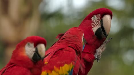 parrot-turns-and-lifts-foot-looking-at-friends