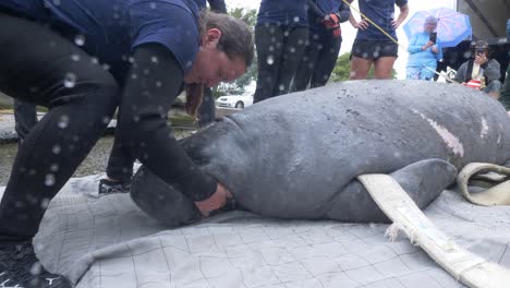rescue-team-moves-manatee-head-for-measurement
