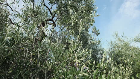 Olivenbaum-über-Blauem-Himmel-An-Sonnigen-Tagen