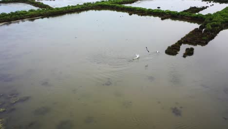 Zwei-Weiße-Schwanenvögel-Jagen-Auf-Den-Feuchtgebieten-Des-Naturschutzgebietes-Domaine-De-Graveyron-Frankreich,-Schwebende-Luftaufnahme