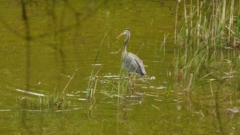 a-Great-Blue-Heron-splashing-around-in-the-water-of-a-small-lake-or-river