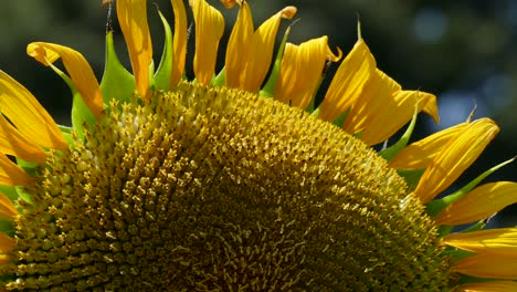 A-sunflower-in-a-field-in-Tokyo,-Japan