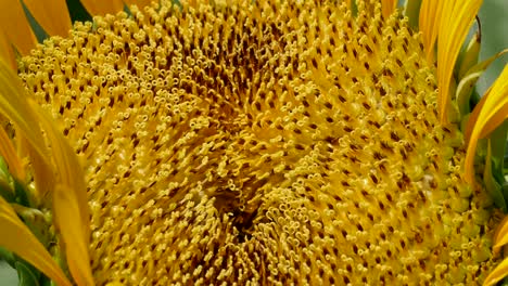 Close-up-of-a-Sunflower-in-Tokyo,-Japan