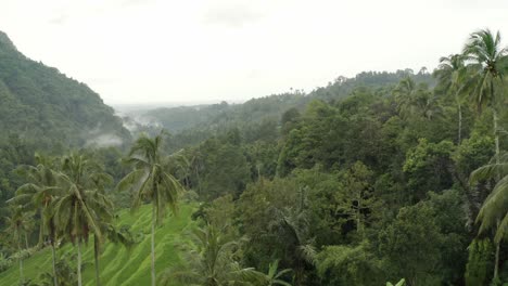 Slow-drone-tracking-across-rice-patties-and-jungle-in-the-tropics