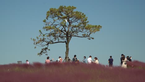 Menschen-Auf-Dem-Murhly-Grass-Hill,-Der-In-Vielen-Koreanischen-Dramas-Zu-Sehen-Ist,-Anseong-Farmland,-Südkorea