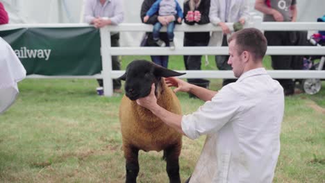 Ein-Tierarzt,-Der-Die-Vitalwerte-Eines-Wolligen-Braunen-Schafs-überprüft,-Bevor-Der-Eigentliche-Wettbewerb-Auf-Der-Royal-Cornwall-Show-2019-Beginnt---Mittlerer-Schuss