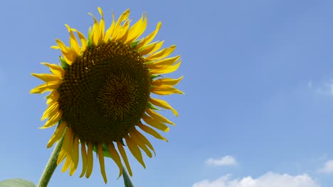 Eine-Sonnenblume-Auf-Einem-Feld-In-Tokio,-Japan