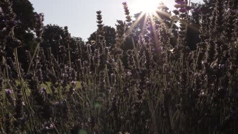 Lavendelblüten-Bei-Sonnenuntergang-Mittlere-Zoom-Aufnahme
