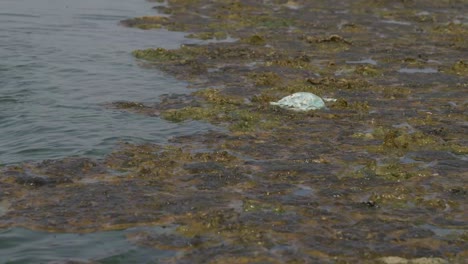 View-Of-Algae-Floating-On-Water's-Surface