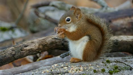 Winziges,-Süßes,-Braunes-Eichhörnchen-Mit-Weißen-Brüsten-Knabbert-Auf-Einem-Baumstamm,-Der-Eichel-Isst
