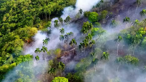 Aerial-view-palm-tree-deforestation,-smoking-Amazon-rainforest,-a-forest-fire-in-a-jungle,-in-Brazil,-sunny-day,-South-America---tracking,-drone-shot