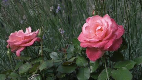 Pink-rose-bush-in-full-bloom-with-lavender-flowers-medium-shot