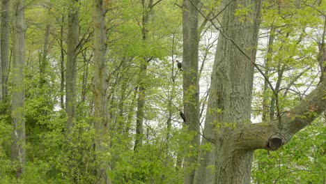 Erwachsenes-Paar-Helmspecht-Auf-Der-Seite-Des-Baumes-Inmitten-Des-Nordamerikanischen-Waldes