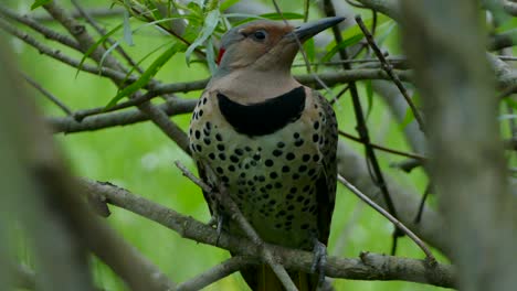 Pájaro-Parpadeo-Del-Norte-De-Eje-Amarillo-Posado-En-Una-Rama-Mirando-A-Su-Alrededor-Con-Curiosidad