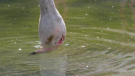 Pink-Flamingo-drinking-and-refreshing-in-nature-lake-during-hot-summer-day