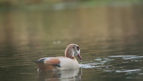 Egyptian-goose-male-swimming-eating-in-a-pond-slow-motion