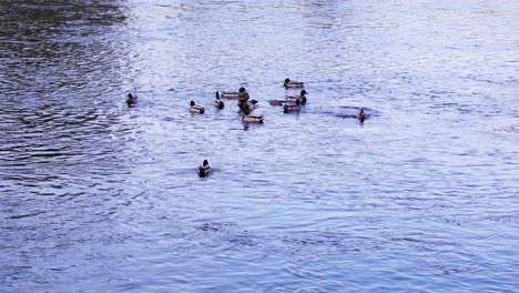 Mallard-Ducks-Enjoying-Swimming-On-Calm-Lake-During-Summer---Wide-Shot