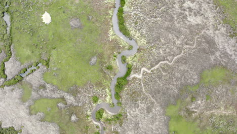 AERIAL-DIRECTLY-ABOVE-Green-Brackish-Wetlands-And-Estuary