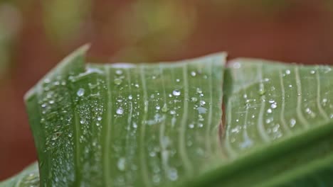 Macro-slow-motion-shot-of-water-droplets-fall-on-to-a-lush-green-leaf