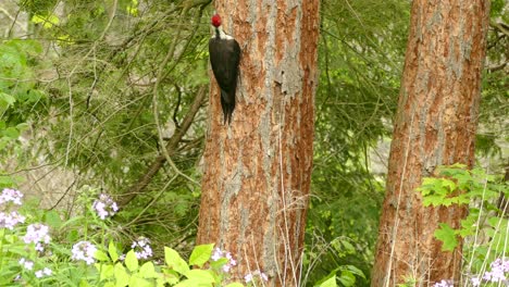 Amazing-red-with-black-woodpecker-looking-around-on-a-bark-and-flying-away
