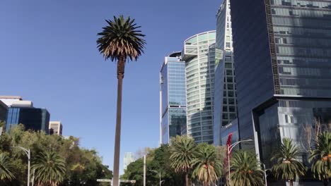 Neigen-Sie-Den-Kreisverkehr-Der-Palme-Mit-Einigen-Gebäuden-In-Der-Paseo-De-La-Reforma-Avenue-Im-Hintergrund,-Mexiko-Stadt,-Nach-Oben