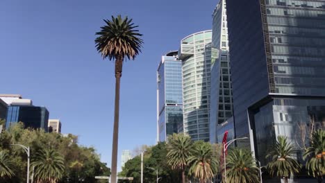 Tiro-Inclinado-Hacia-Arriba-De-La-Rotonda-De-La-Palma-Con-Algunos-Edificios-En-La-Avenida-Paseo-De-La-Reforma-Al-Fondo,-Ciudad-De-México