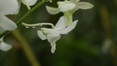 Close-Up-Footage-of-Beautiful-White-Orchid