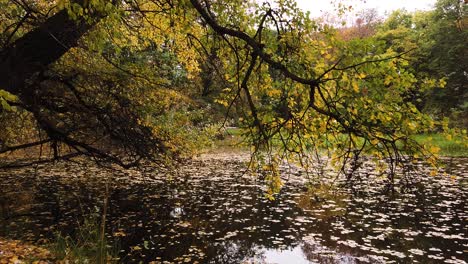 Wunderschöne-Herbstbäume-Mit-Riesigen-Bunten-Zweigen-Beugen-Sich-über-Den-Teich,-Während-Blätter-Im-Park-Skaryszewski-Mit-Wunderschönen-Herbstfarben-Fallen