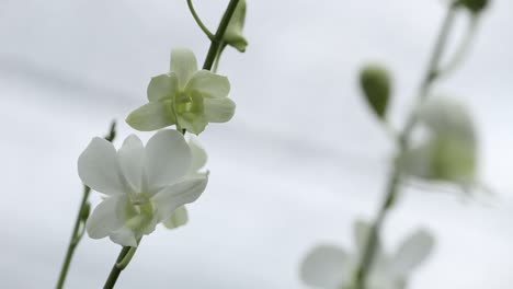 Close-Up-Footage-of-Beautiful-White-Orchid