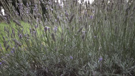 Lavender-flowers-growing-in-garden-medium-panning-shot