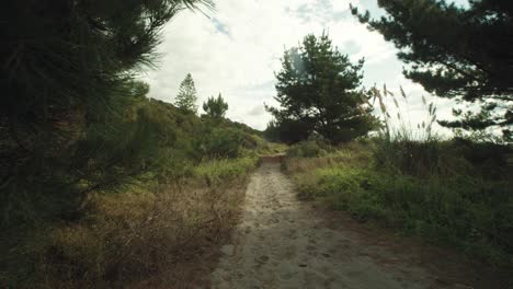 POV-slow-motion-shot-of-a-sand-patch-among-trees