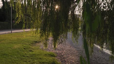 Sun-rays-illuminating-weeping-willow-branches,-leaves-backlit-by-morning-light