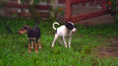 Cute-puppies-in-farm