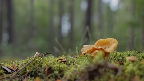 chanterelle-on-a-background-of-green-forest