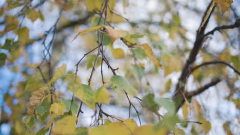 Yellow-fall-leaves-in-a-shallow-depth-of-field-view