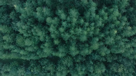 Drone-aerial-top-down-view,-flying-over-lush-green-coniferous-forest