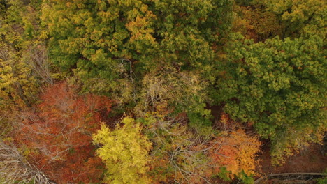 A-top-down-shot-above-beautiful-autumn-colored-treetops-in-upstate-NY