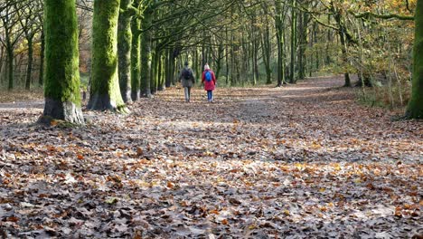 Retired-couple-strolling-long-autumn-woodland-forest-footpath-golden-leaves-trail