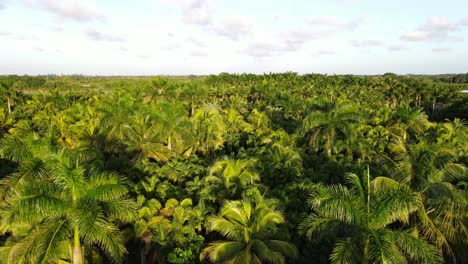 Aerial-view-of-palm-threes-in-Southern-Florida