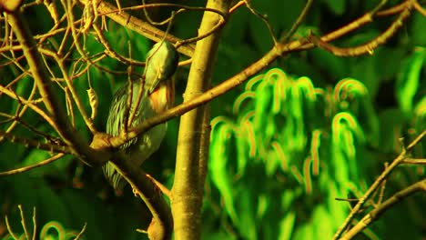 Ein-Erwachsener-Pfeifender-Reiher,-Der-Seine-Federn-In-Der-Brasilianischen-Savannensonne-Putzt