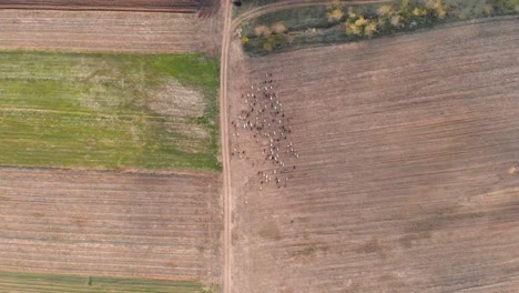 Aerial-view-of-a-pack-of-sheep,-moving-over-bare-farmlands,-sunny,-autumn-day---top-down,-drone-shot